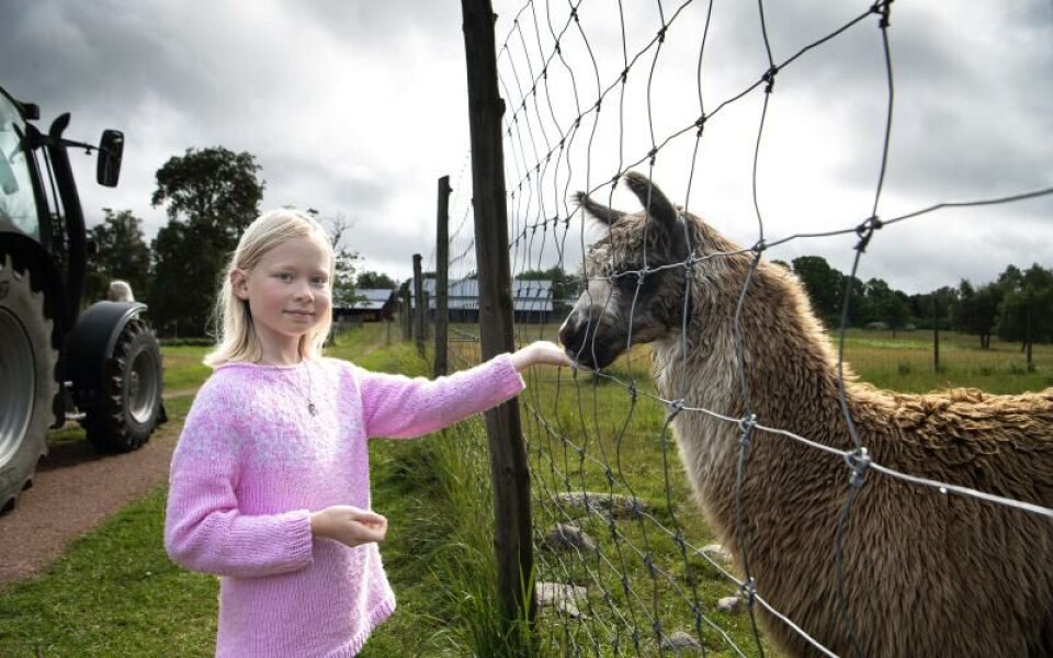 Foto: Amir Karbalaei