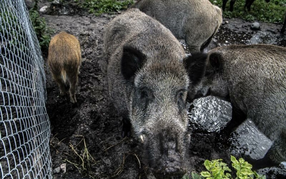 Foto: Amir Karbalaei