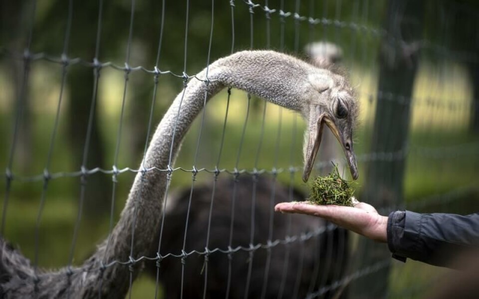 Foto: Amir Karbalaei