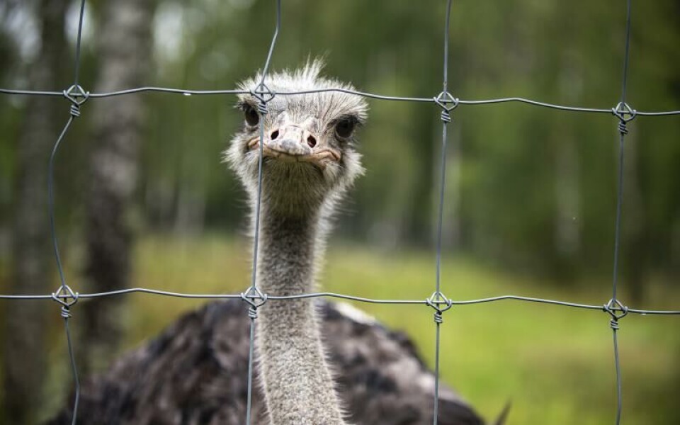 Foto: Amir Karbalaei