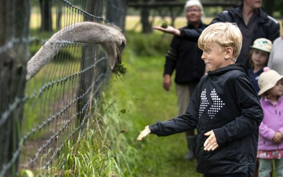 Foto: Amir Karbalaei