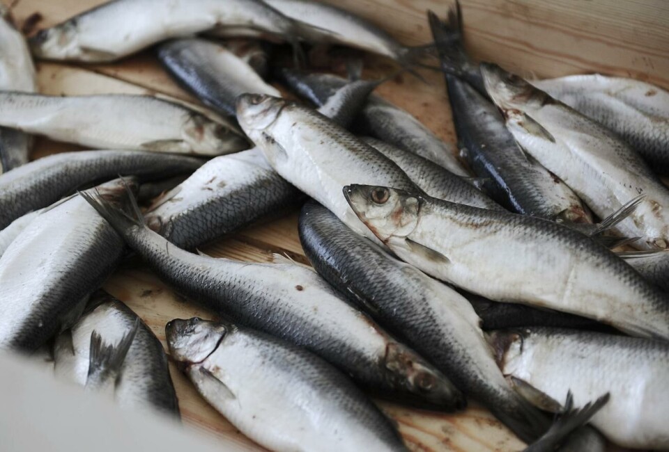 Strömmingskvoten ökar och att laxkvoten minskar, enligt förslaget som riksdagen omfattat. Strömmingskvoten ökar och att laxkvoten minskar, enligt förslaget som riksdagen omfattat.@Foto:Siri Lindén