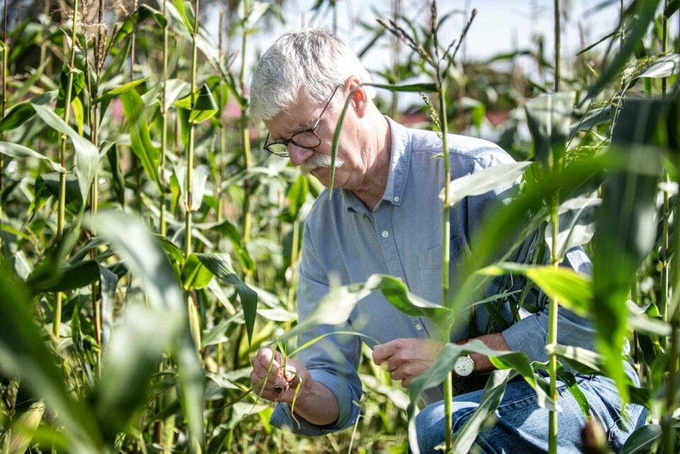 Fruktade ogräset hönshirs sprider sig på Åland