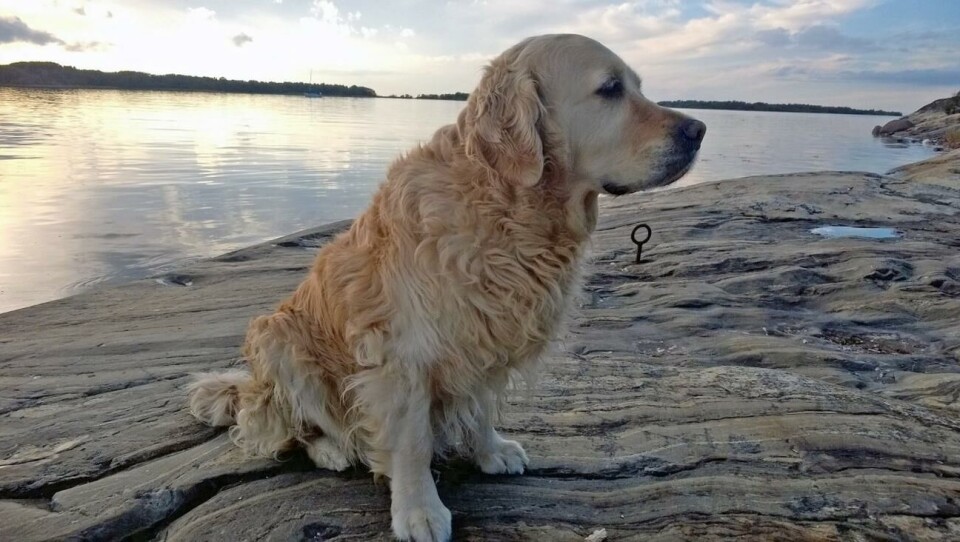 Hunden Bella blev sämre efter fästingmedicin