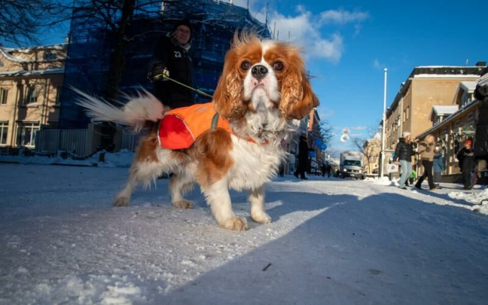 Foto: Hülya Tokur-Ehres