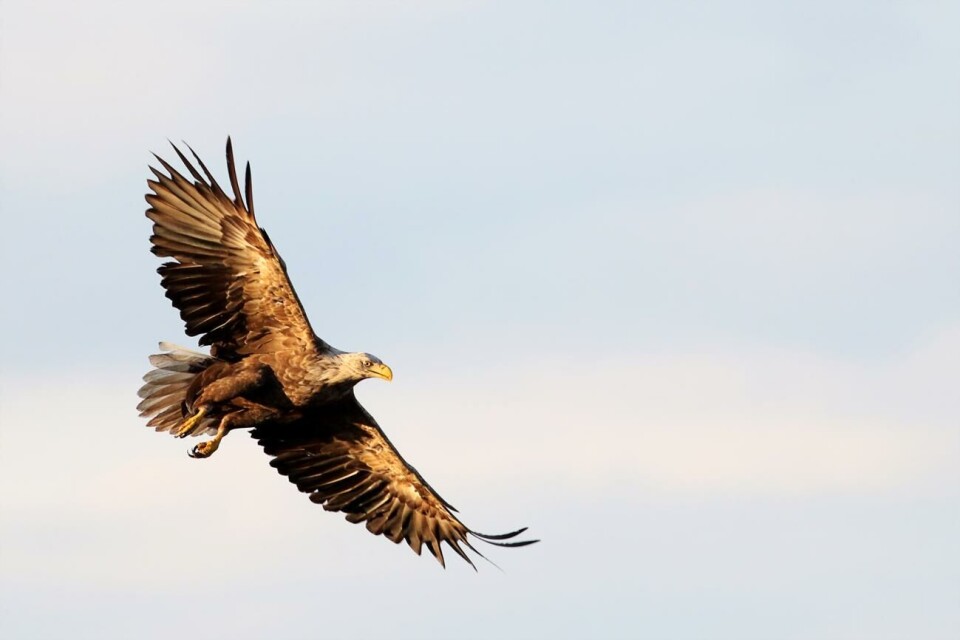 Ja till skyddsjakt på örn på Lågskär A White-Tailed Eagle (