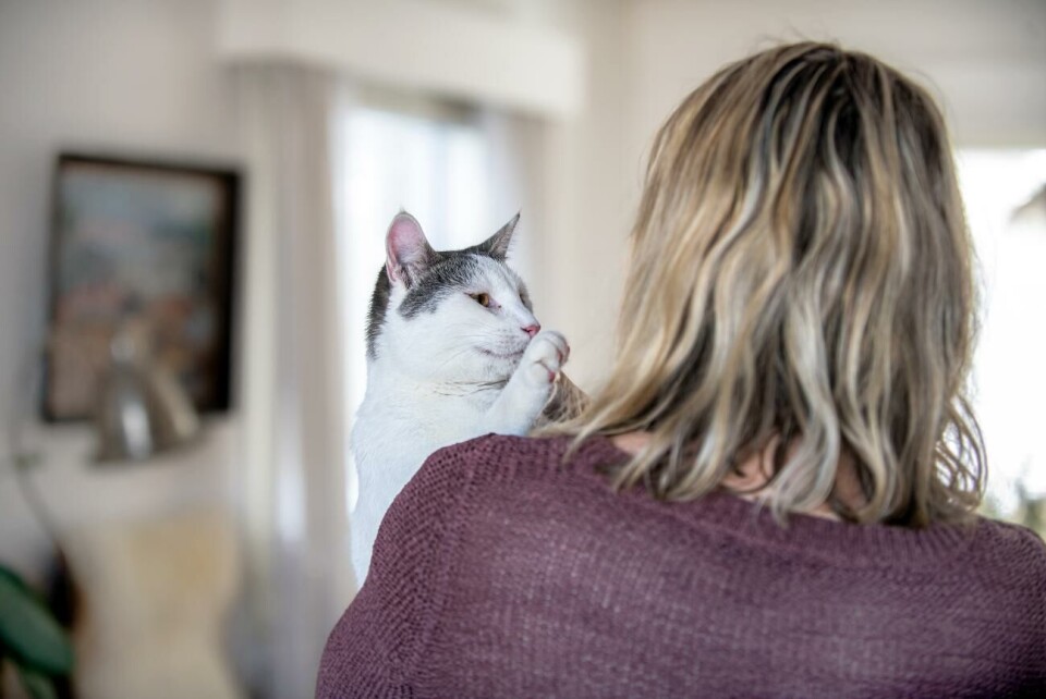 Intresset för att hjälpa en hemlös katt är stort. Men flera personer upplever att de har nekats att adoptera en katt från Katthjälpen på tunna grunder.
