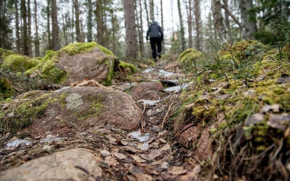 För att ta sig till grottan i Krogstad krävs en promenad genom skogen.Foto: Hülya Tokur-Ehres