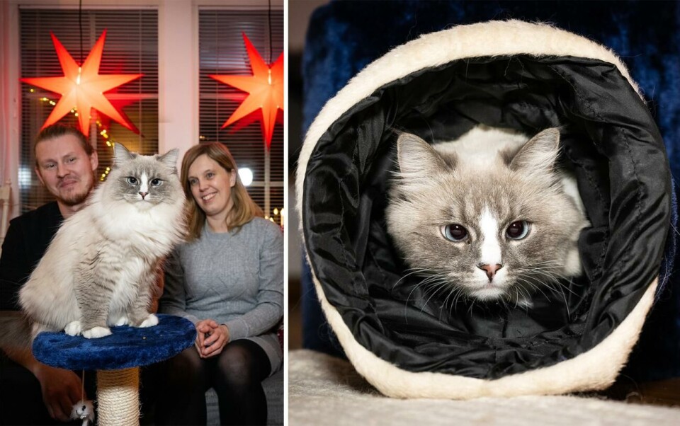 Lussekatten Sylvie har sina tassar i alla projekt