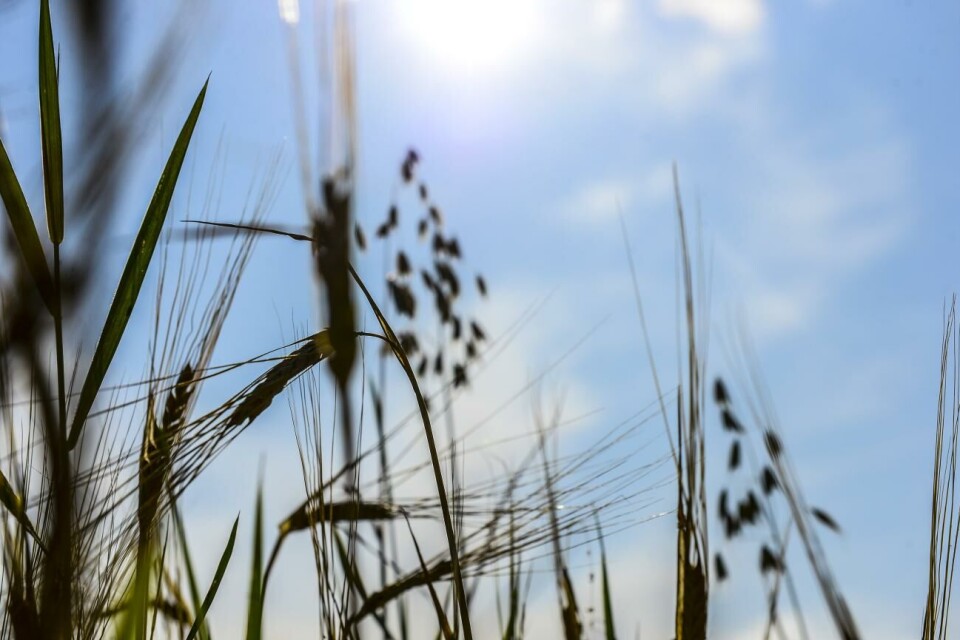 I värsta fall blir det matbrist på grund av Ukrainakriget.