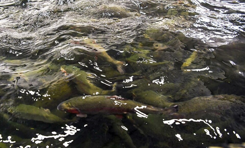 Sjukdomen är inte farlig för människor. 210120 , 21012020 , 2020121 , Fifax fiskodling i Eckerö , Fifax Ab , landbaserade fiskodlingen , Vd Samppa Ruohtula , odla fisk , regnbågslax odling , fiskindustri , industri , fisk , regnbågsforell *** Local Caption *** @Bildtext:Den eftersträvade slaktvikten är 2,5 kilo. Två kilotunga filéer, säger Samppa Ruohtula.