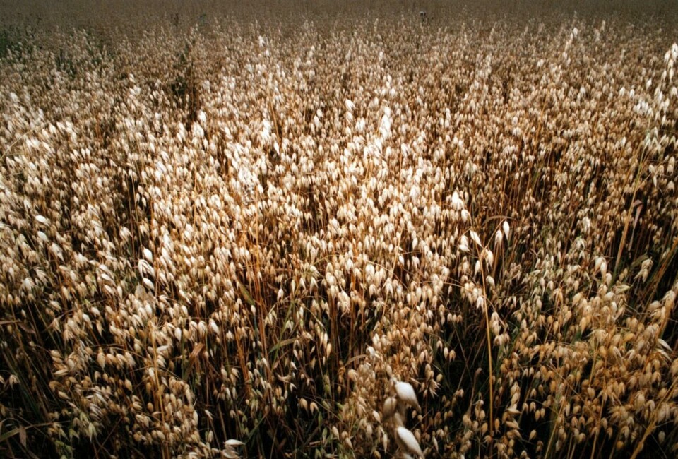 Osäkert hur matpriser påverkas när Ryssland avslutar spannmålsavtal