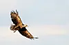 A White-Tailed Eagle (