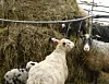 Lammen kliver upp på höbalarna.