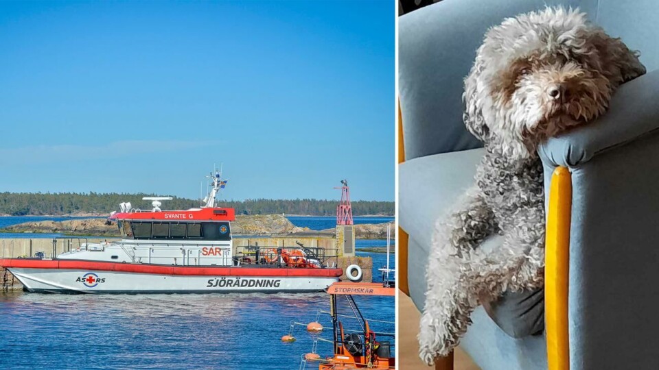 Hunden Agnes behövde hjälp av Ålands sjöräddningssällskap när hon blev biten av en huggorm.