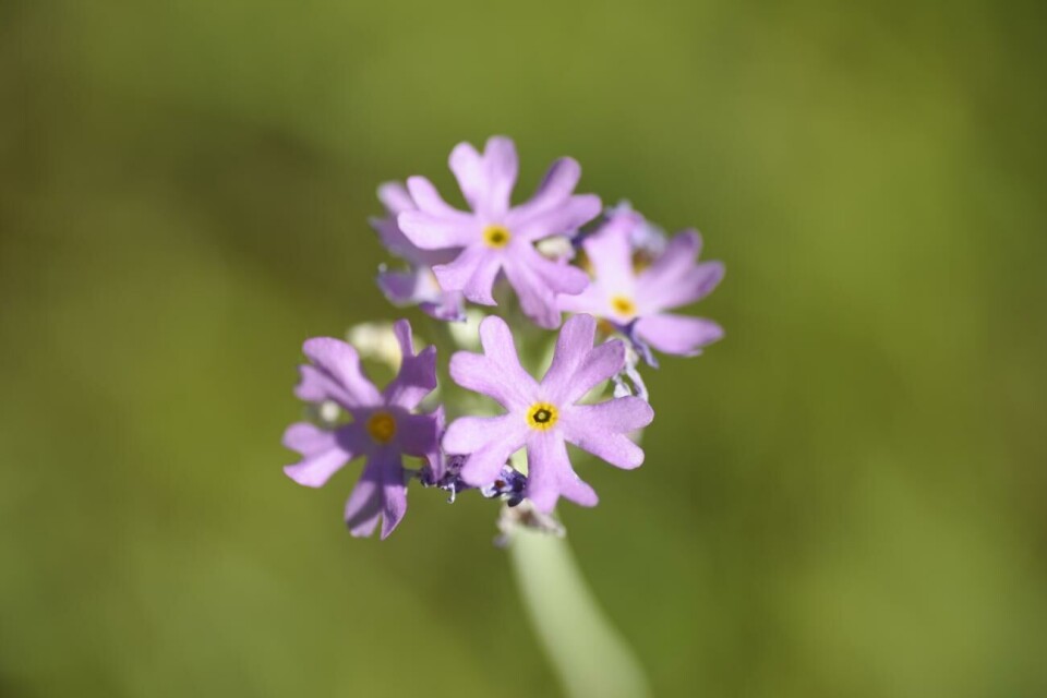 Över 400 arter skyddas i ny naturlag Majviva har nu fått ett lagskydd. David Abrahamsson