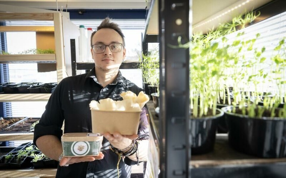 Poppe Mäkäräinen driver det nya företaget Organic Deli tillsammans med Fredrik Hassel. Grönt spirande ärtskott och stora grå ostronskivlingar är två av produkterna som växer i deras kontor på Strandgatan.Foto: DANIEL ERIKSSON