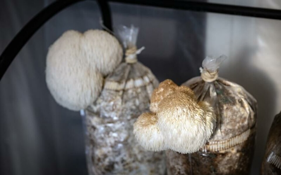 Svampen Lion’s mane, lejonman, är god att steka som en biff, säger Fredrik Hassel.Foto: DANIEL ERIKSSON