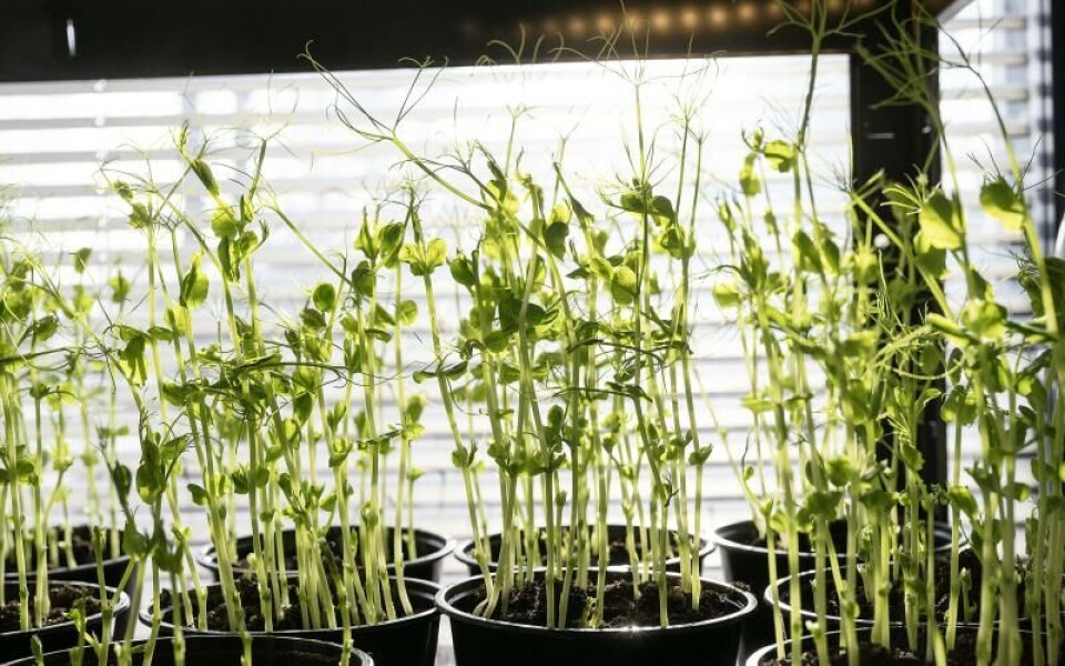 Ärtskotten ska snart börja säljas.Foto: DANIEL ERIKSSON