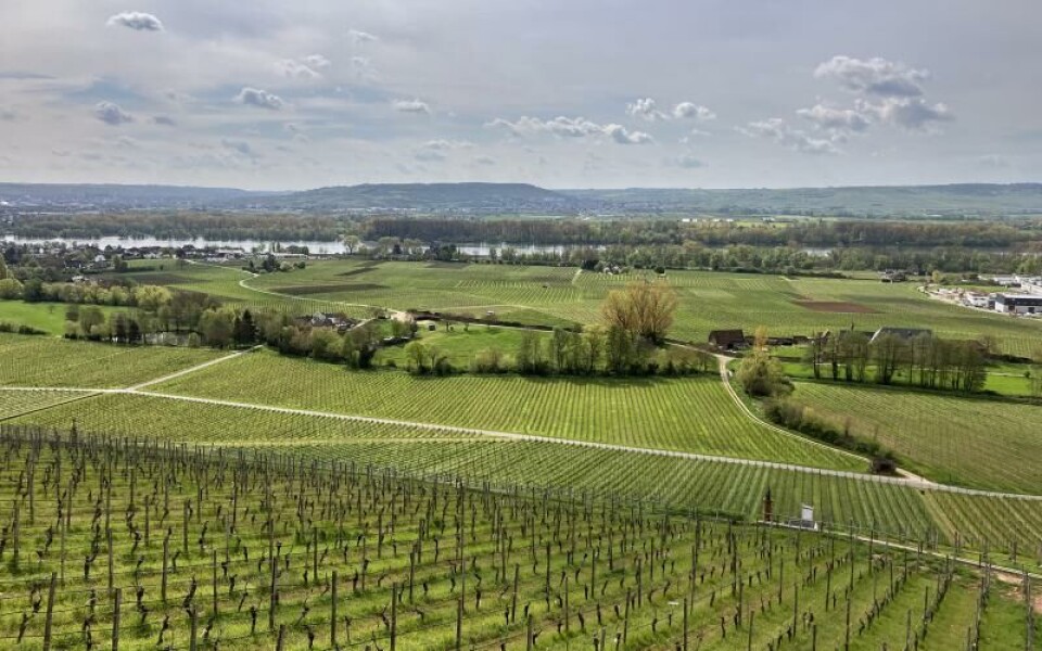 Utsikt från restaurangen på Schloss Johannisberg. Rheingau är otroligt vackert när vädret visar sig från sin bästa sida. Foto: