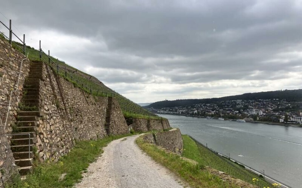Väster om Rüdesheim är det mycket brant och många lotter är byggda på så kallade terasser. Här måste alla vindruvor plockas för hand.Foto: