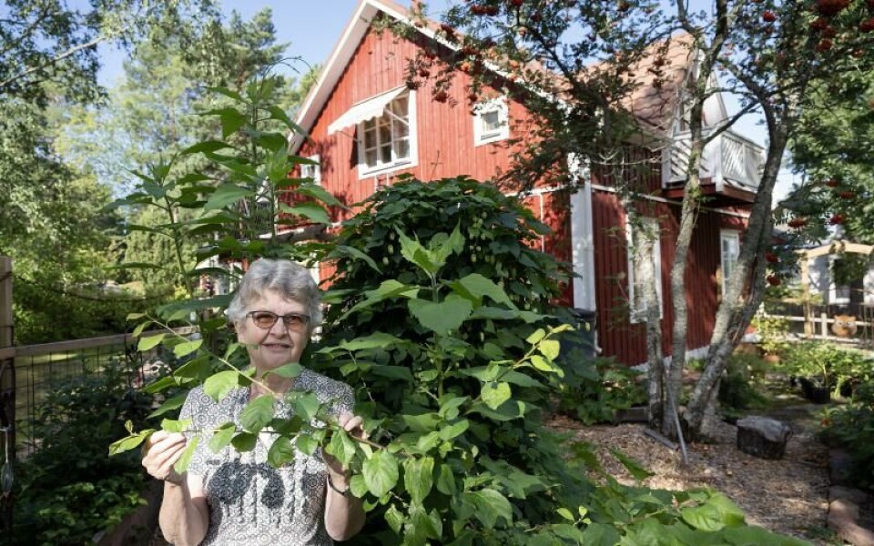 Foto: DANIEL ERIKSSON