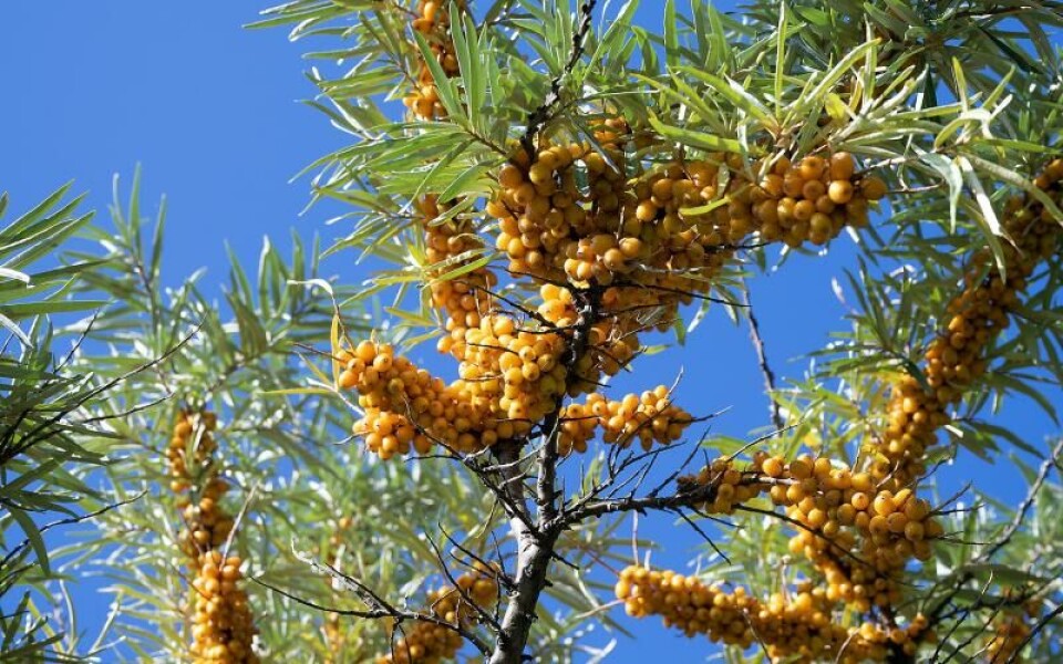 Foto: DANIEL ERIKSSON