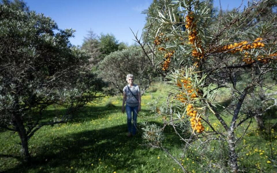 Foto: DANIEL ERIKSSON