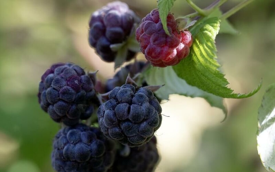 Foto: DANIEL ERIKSSON