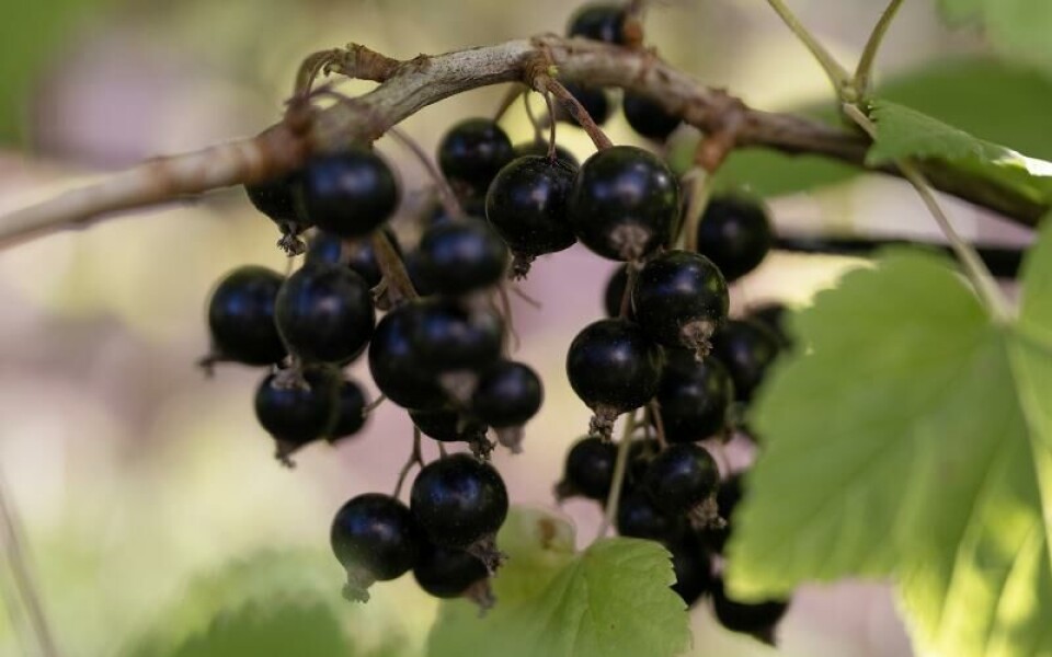 Foto: DANIEL ERIKSSON