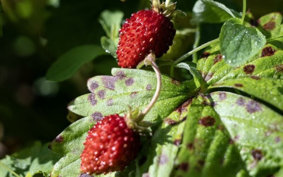 Foto: DANIEL ERIKSSON