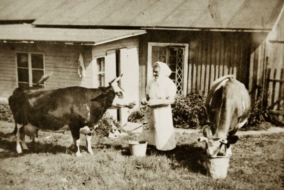 Uno Godenhjelm ömmade för stadens kor. På bilden syns Augusta Krokvik med sina djur. Illustrationen är hämtad ur boken.