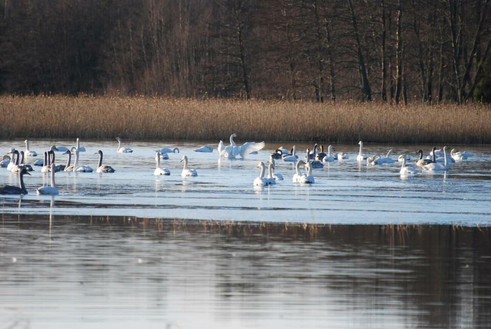 Sångsvan i Jomala smittad av fågelinfluensa Innanför och utanför Strömsängarnas vassruggar höll uppskattningsvis trehundra svanar av olika ålder till.