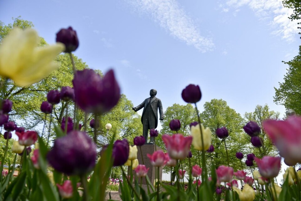 Självstyrelsedagen infaller under en brytningspunkt, där det egentligen är lite tidigt att ta bort alla vårens tulpaner, enligt stadsträdgårdsmästare Anne Nordblom.
