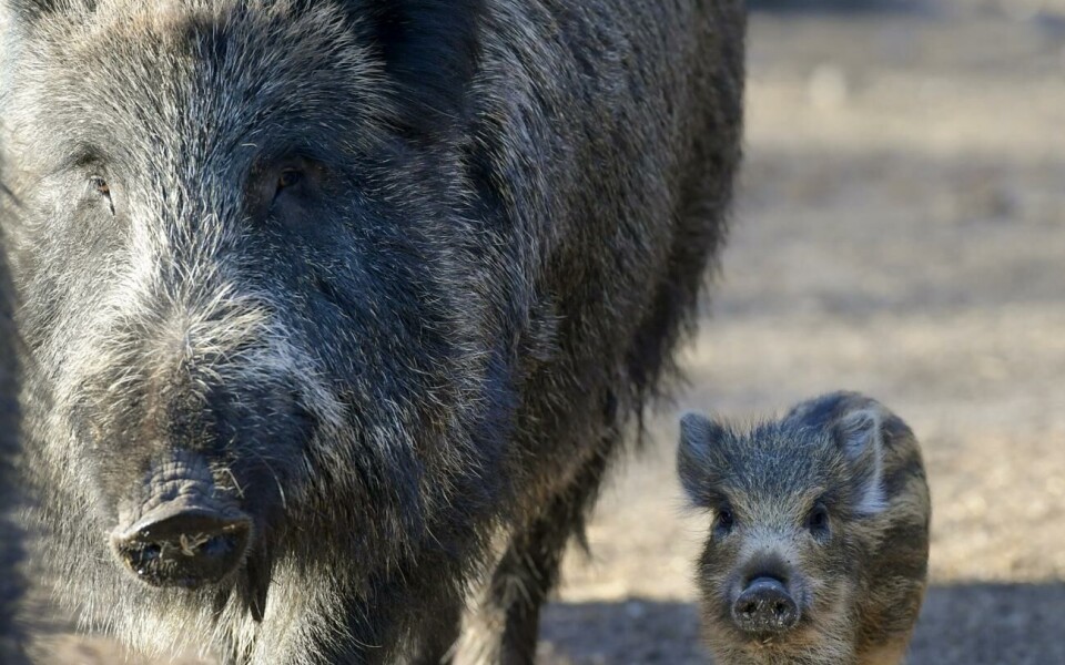 Svinpest ger nya rekommendationer – jaga inte vildsvin Jaktresor till Sverige innebär nu en risk.