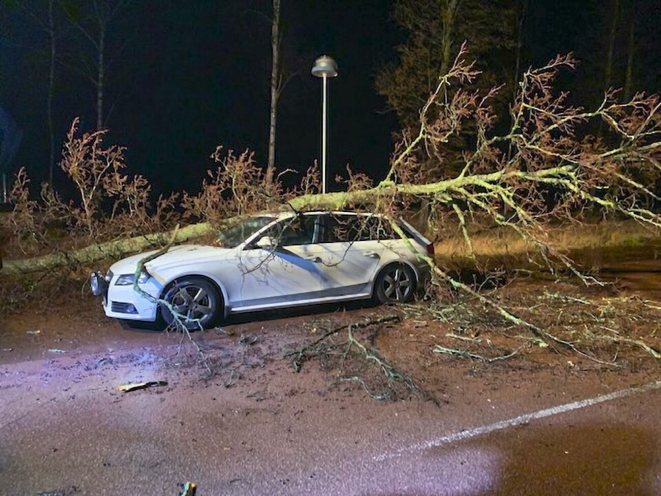 Träd föll över Patrices bil
