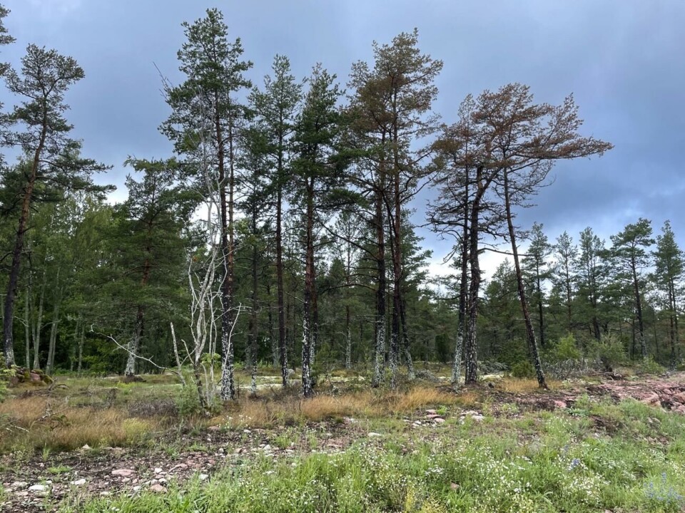 Tallarna angrips av både insekter och sjukdom.