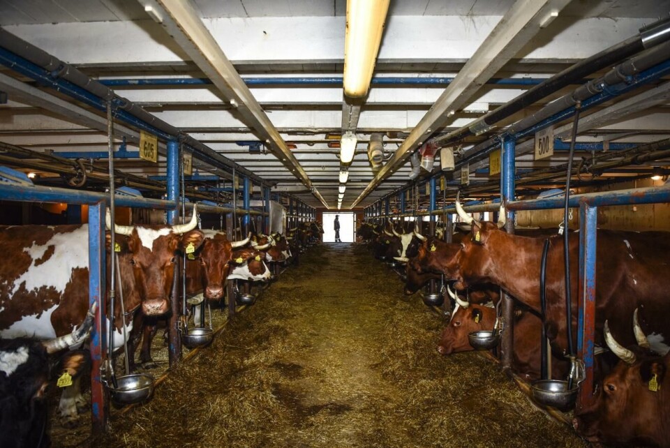Åländska mjölkbönder välkomnar det extra stöd som landskapsregeringen vill ge till producenter som drabbats hårt av ökade priser till följd av kriget i Ukraina. Samtidigt säger man att stödet bara är hjälper på kort sikt, och att det på längre sikt måste till större förändringar.