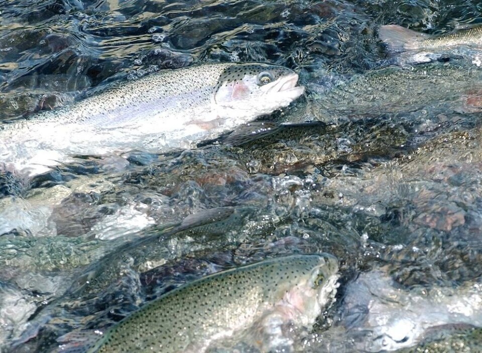 Vetenskapligt laxfiske inleds inom yrkesfisket