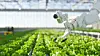Automation and robotics in hydroponic farming