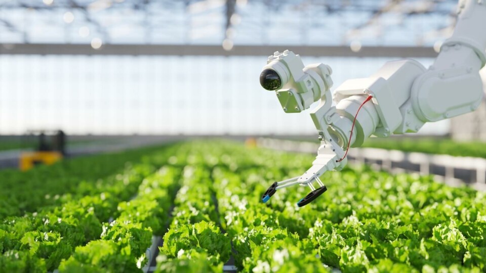 Samhället måste vara på tårna och själv driva övergången till en maskindriven ekonomi i framtiden.Foto: iStock Automation and robotics in hydroponic farming
