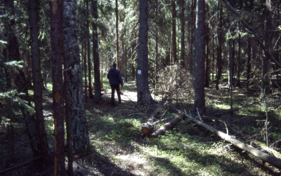 Innehållet i EU:s skogsstrategi kritiseras för att försöka detaljstyra skogspolitiken.Foto: Christer Karlsson