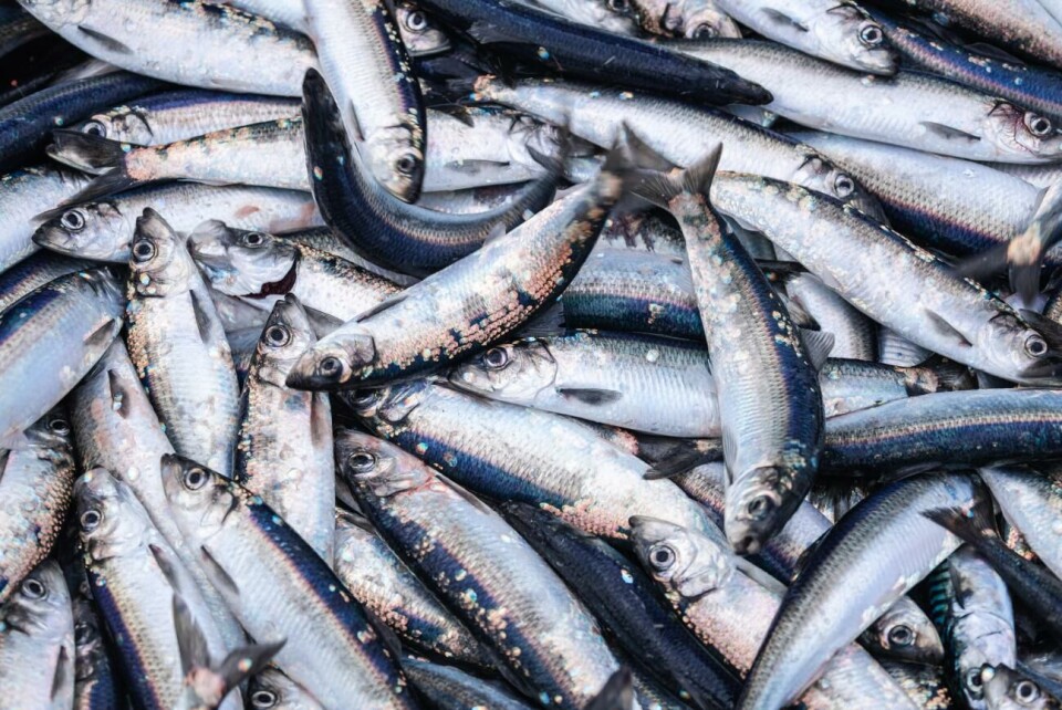 EU-kommissionen tar i ordentligt i sitt förslag till fiskekvoter i Östersjön för 2024, och det är lätt att förstå kritiken mot de tvära kasten i fiskepolitiken.Foto: iStock EU-kommissionen tar i ordentligt i sitt förslag till fiskekvoter i Östersjön för 2024, och det är lätt att förstå kritiken mot de tvära kasten i fiskepolitiken.