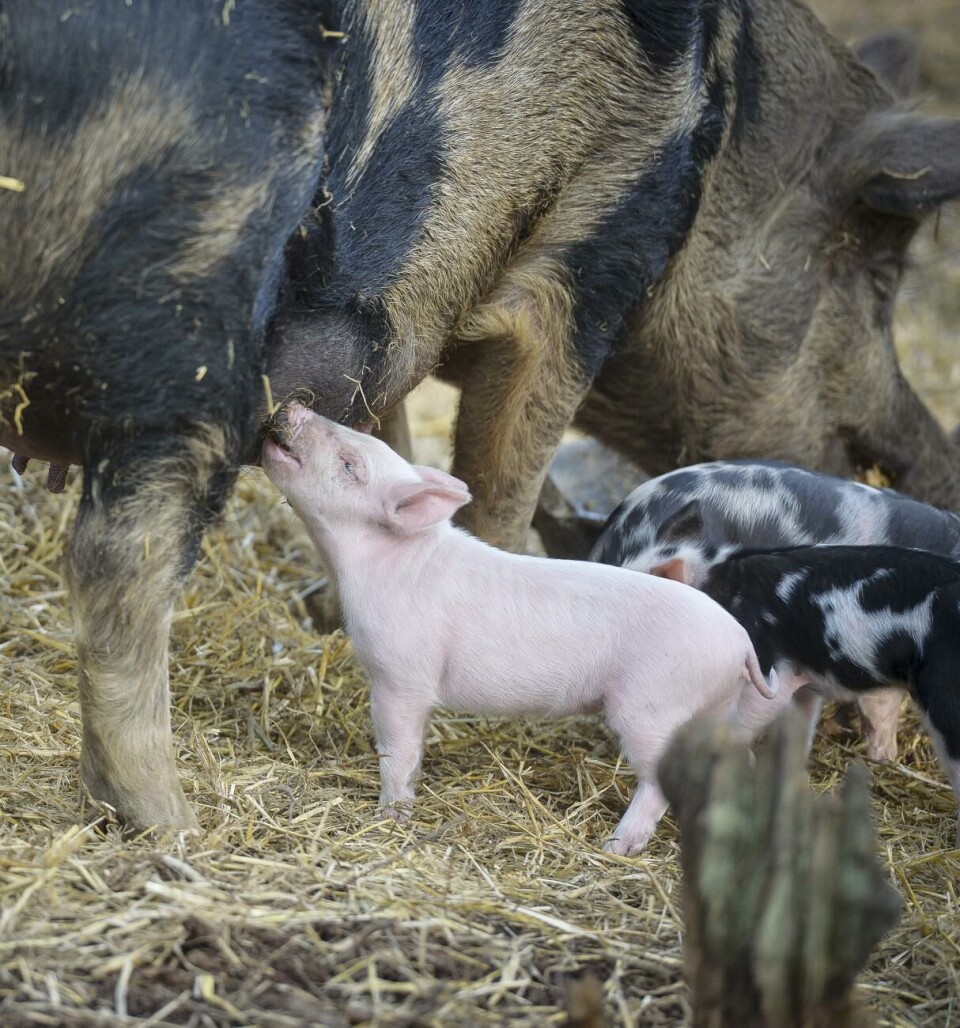 Att produktionsdjuren har det bra är ett nytt fokusområde i det jordbruksprogram som träder i kraft den 1 januari 2023.Foto: Hülya Tokur-Ehres