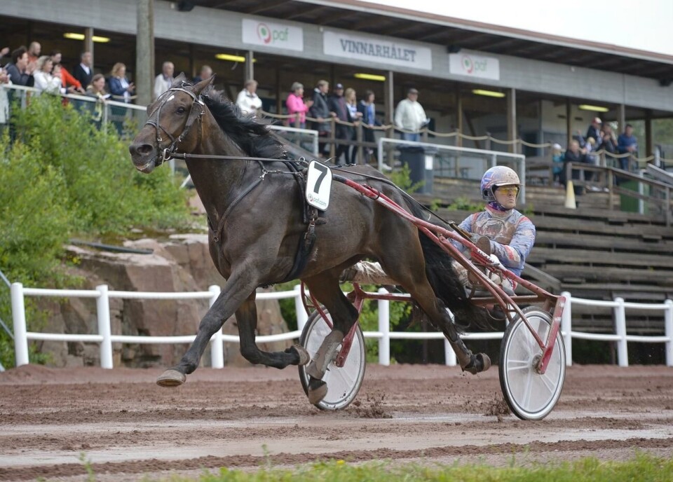 Jeppas Uppercut sprang hem 30.000 kronor på fredagseftermiddagen. 120621 , 12062021 , 20210612 , Trav , travbanan , hästsport , Elisabet Fellman-tränade Jeppas Uppercut vann med kusken Olli Koivunen