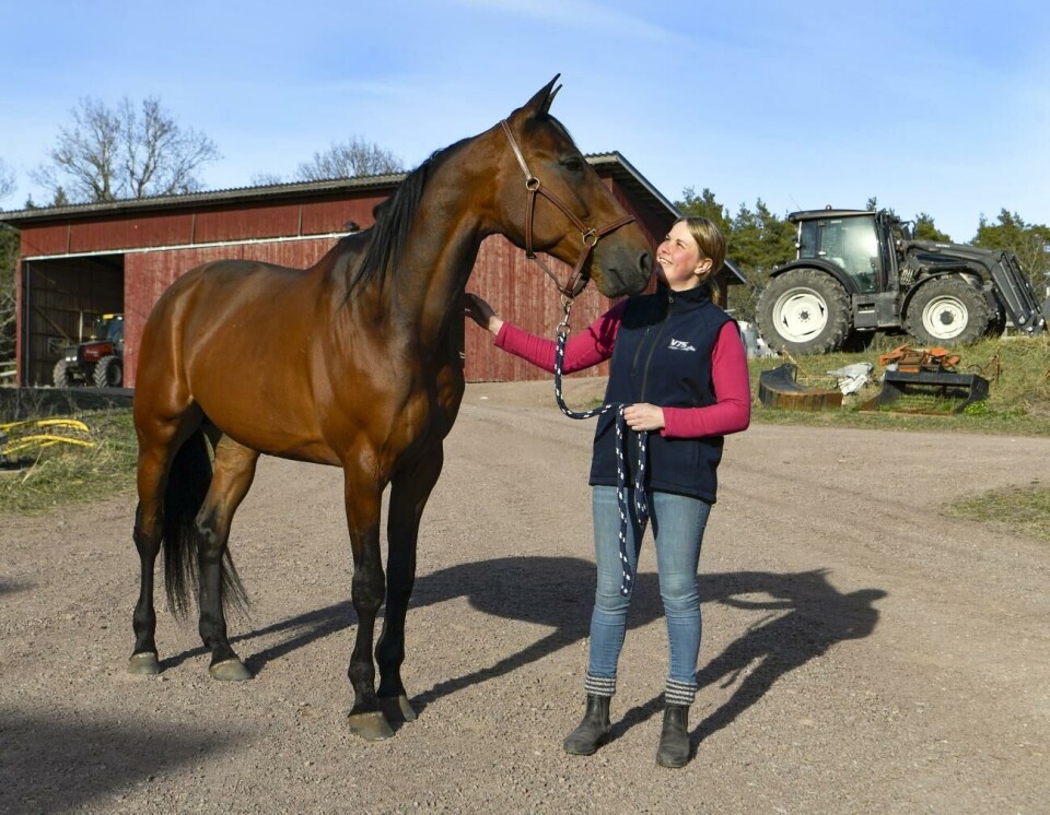 Malin Friman och Västerbo Grosbois fick med sig fina prispengar från onsdagens travtävlingar på Solvalla. Stjärntravaren Västerbo Grosbois har flyttat från proffsstallet i Gävle hem till Malin Friman i Långbergsöda, Saltvik. Det är ett kärt återseende för den åländska travprofilen, som tidigare fungerade som skötare åt hästen under flera år.