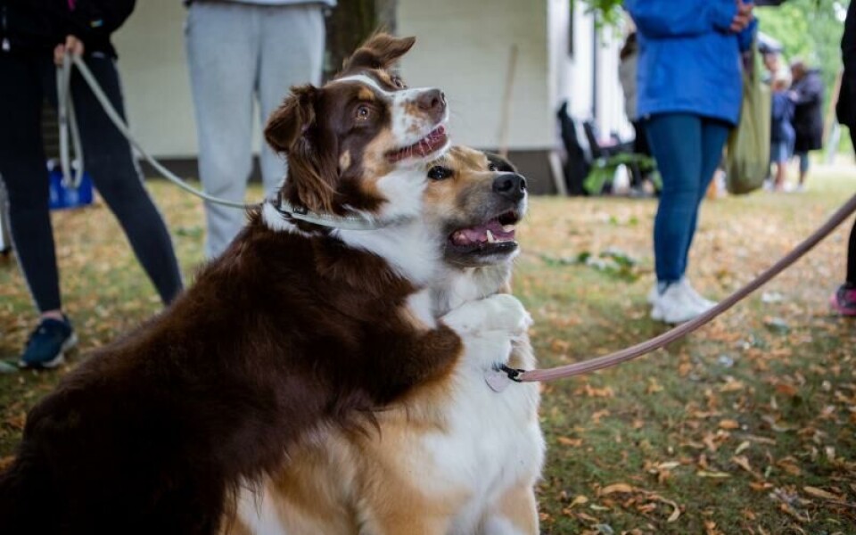 Foto: CajsaSofie Borgstrom