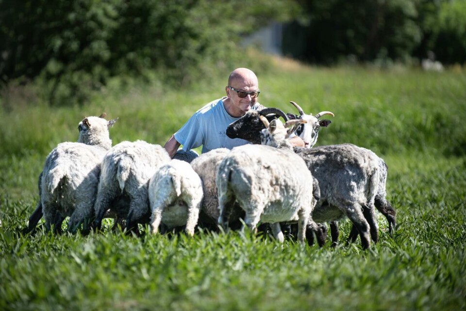 Tommi Pohjakallio är tvungen att flytta sina får närmare gården.