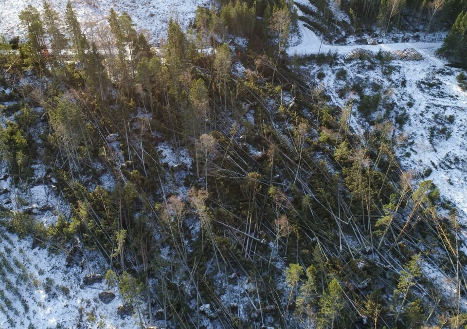 Avverkningsplanen gällde fallen skog efter stormen Alfrida 2019. Den här bilden togs efter stormen och har ingen koppling till målet om den grova skadegörelsen.
