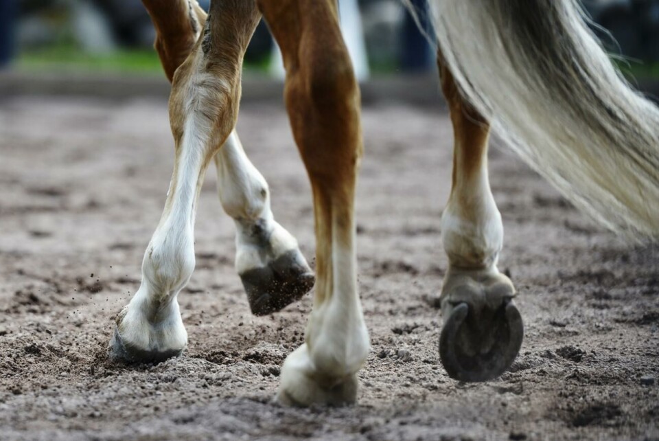 Hästarna på gården måste nu omedelbart får tillgång till rent vatten och torra liggplatser, kräver ÅMHM. Häst.